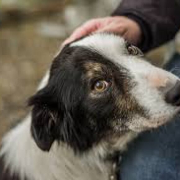 Meet your Posher, Born 2 Be Free 316 - Picture 3 of 4